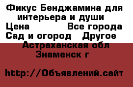 Фикус Бенджамина для интерьера и души › Цена ­ 2 900 - Все города Сад и огород » Другое   . Астраханская обл.,Знаменск г.